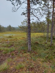 Hatlammin suon pitkospuulenkin pidentäminen